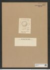 Xanthiopyxis ? umbonata Grev. (de-Toni-Nr.: Genus 190, Species 4715) Zeichnungen Sammlung Grunow Nr. 8357 (NHMW-BOT-W0377771)